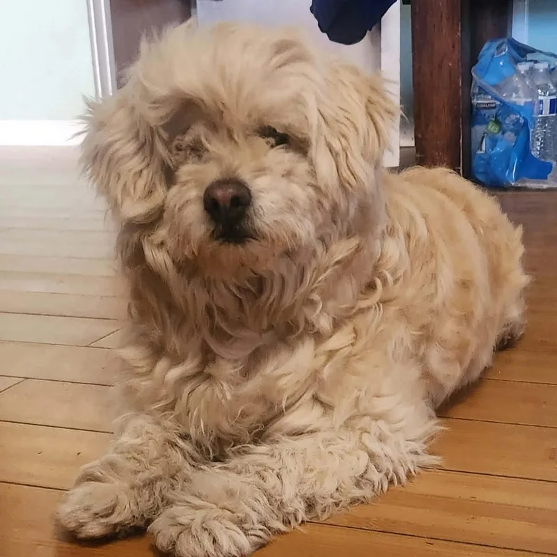 Tinkerbell thumbnail 4