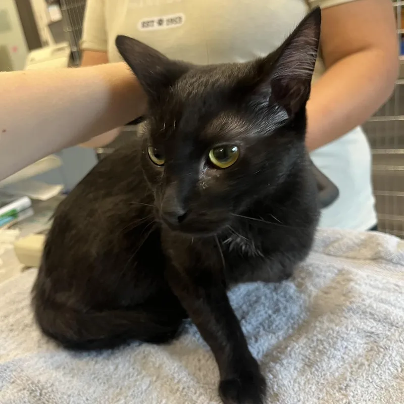 An adult medium-sized female Black Domestic Short Hair cat named Pumpkin Patch for adoption in Hinsdale, IL