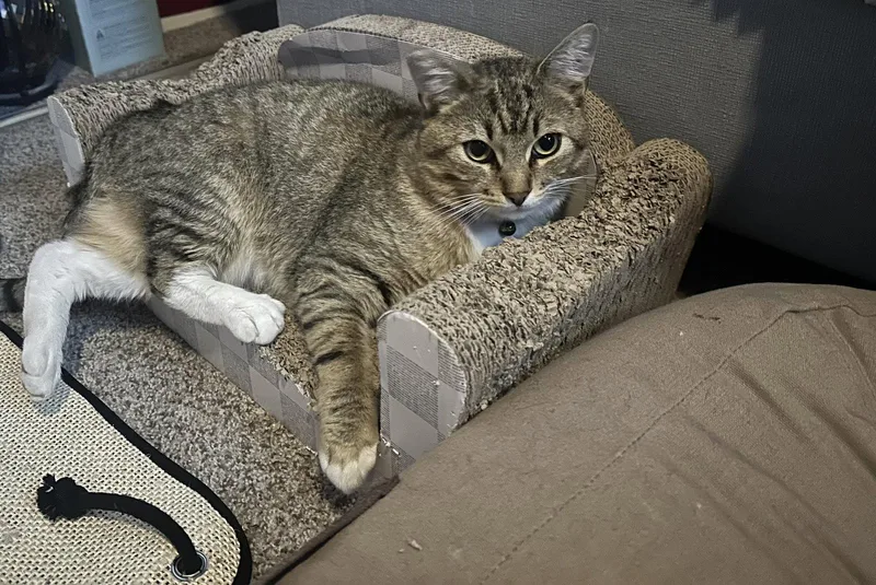 Meatball thumbnail 2