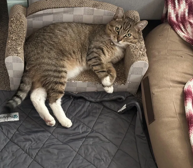 Meatball thumbnail 3