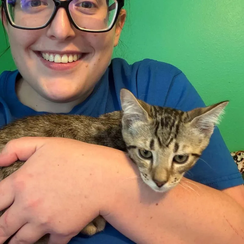A baby small-sized male Brown / Chocolate Domestic Short Hair cat named Salsa for adoption in Port Richey, FL