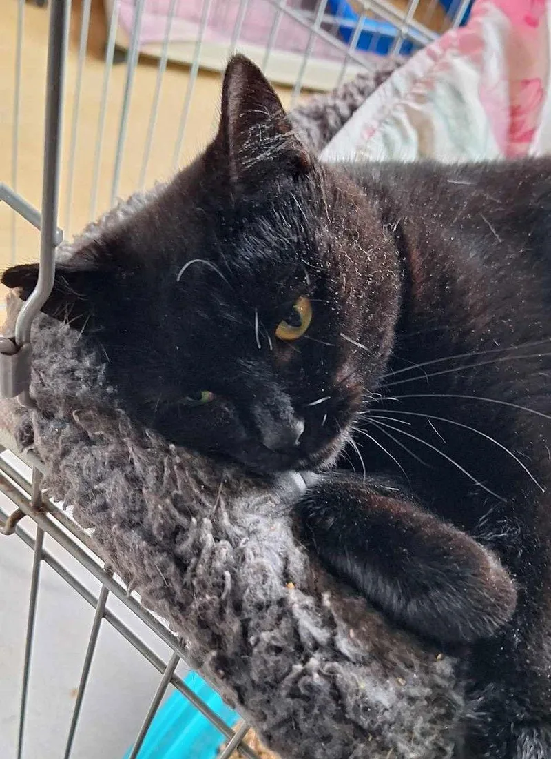 Licorice thumbnail 2