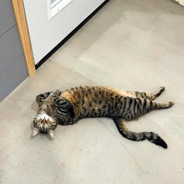 Max  Bonded Buddy thumbnail 3