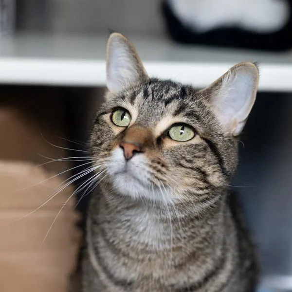 Max  Bonded Buddy thumbnail 4