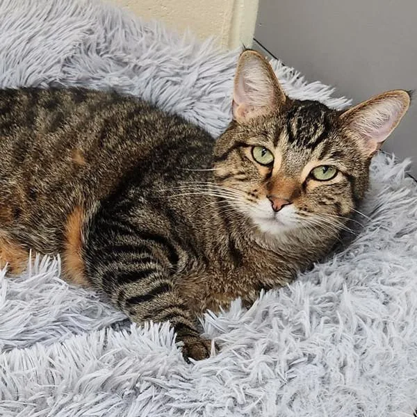 Max  Bonded Buddy thumbnail 5