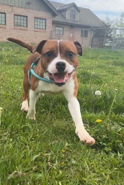 A young small-sized male American Staffordshire Terrier dog named Nacho for adoption in Quakertown, PA