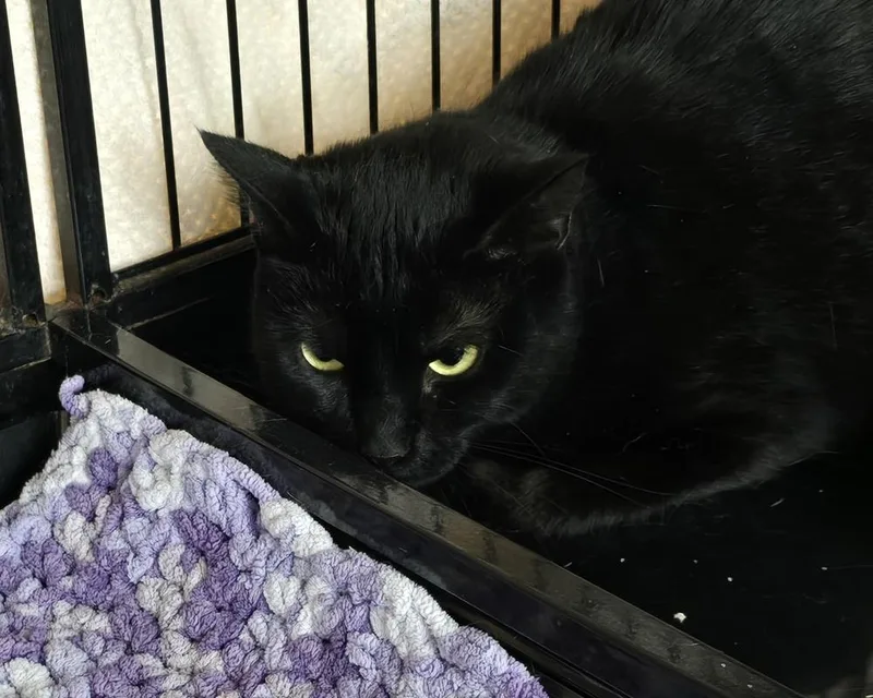 An adult medium-sized female Black Domestic Short Hair cat named April for adoption in Southbury, CT