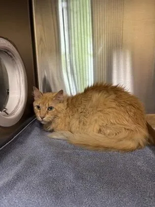 An adult medium-sized male Domestic Long Hair cat named Ryobi for adoption in Independence, MO