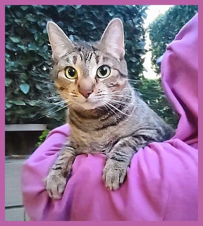 An adult medium-sized female Tabby (Brown / Chocolate) Tabby cat named Mimi for adoption in Sherman Oaks, CA