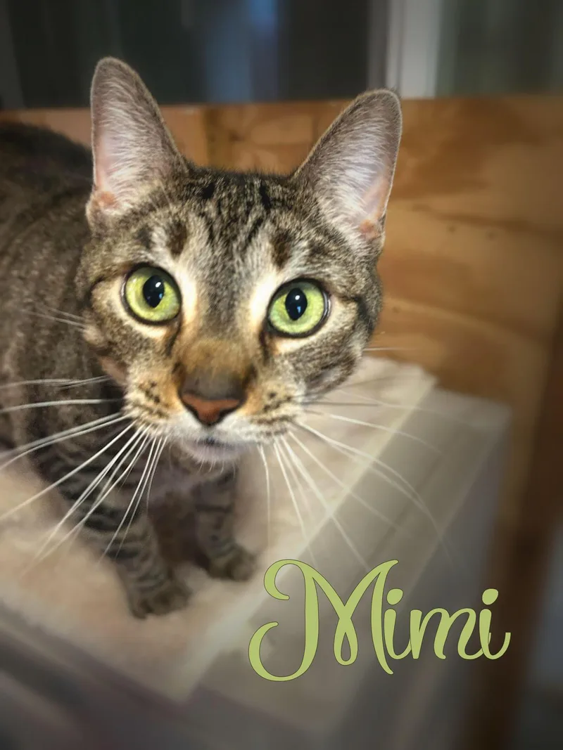Mimi thumbnail 2