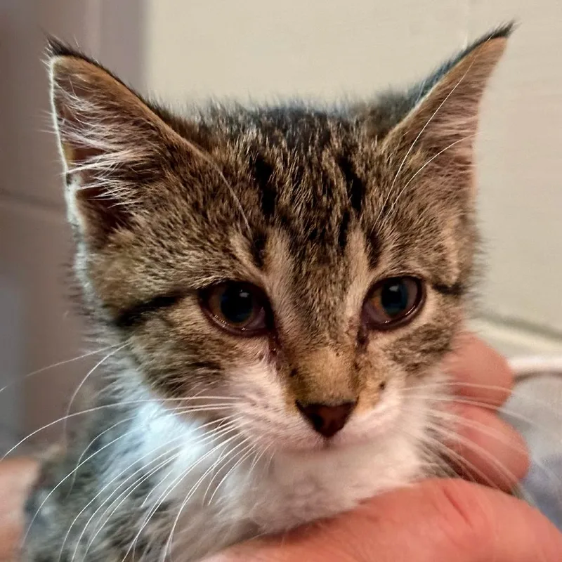 A baby small-sized female Domestic Short Hair cat named Shirley for adoption in Coralville, IA