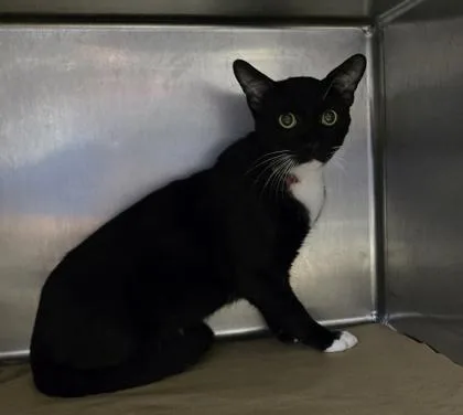 An adult medium-sized male Domestic Short Hair cat named Kit for adoption in Gainesville, FL