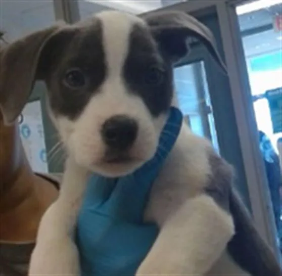 A baby small-sized male Pit Bull Terrier dog named A for adoption in Oklahoma City, OK