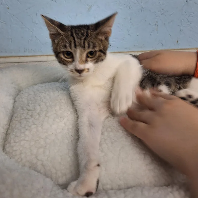 A baby medium-sized male Domestic Short Hair cat named Earl for adoption in Clarinda, IA