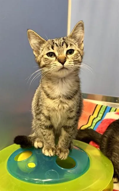 A baby small-sized female Domestic Short Hair cat named Refined for adoption in Kalamazoo, MI