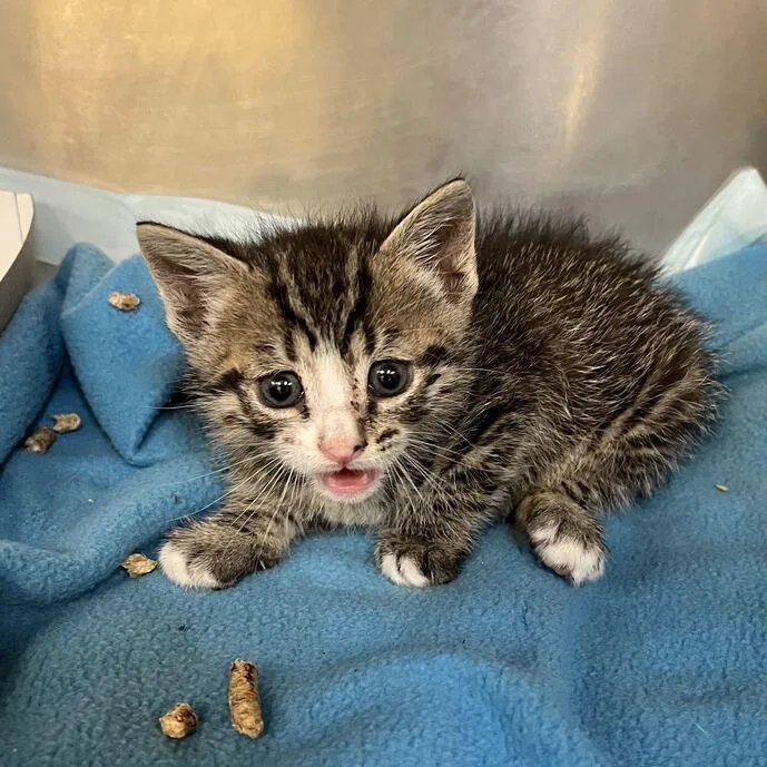 A baby small-sized male Brown / Chocolate Domestic Short Hair cat named "Kiwi" for adoption in Perkiomenville, PA