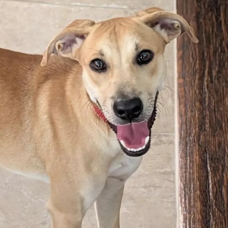 A young small-sized female Yellow / Tan / Blond / Fawn Chihuahua dog named Honey C for adoption in Allen, TX
