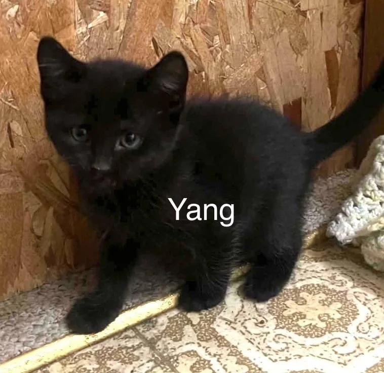 A baby small-sized male Domestic Short Hair cat named Yang for adoption in Bend, OR