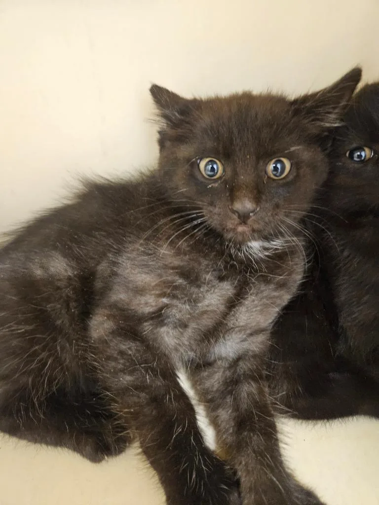 A baby small-sized male Domestic Short Hair cat named Lane for adoption in Bloomington, IN