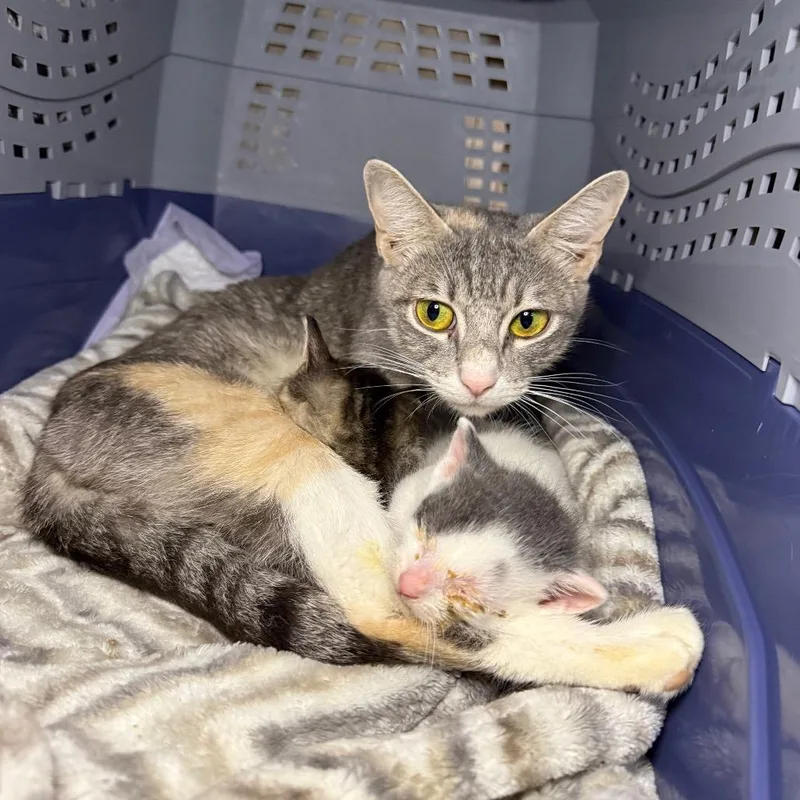 An adult medium-sized female Gray / Blue / Silver Domestic Short Hair cat named Mama Twizzler for adoption in Middle Village, NY