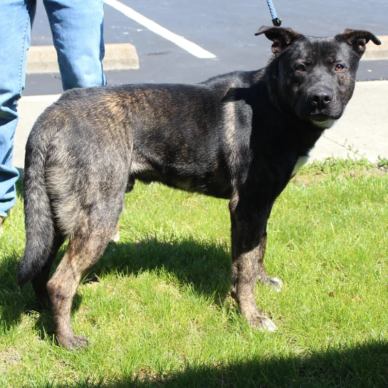 An adult large-sized male Brindle Labrador Retriever dog named Argon for adoption in Eaton, OH