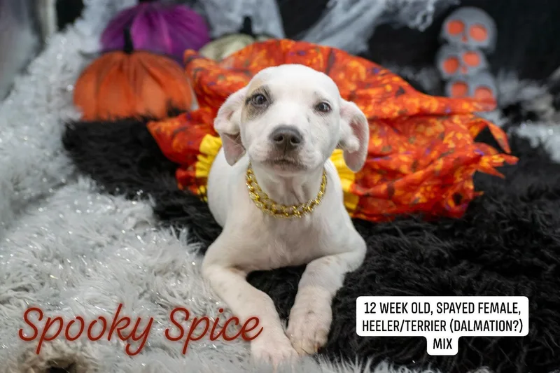 Spooky Spice