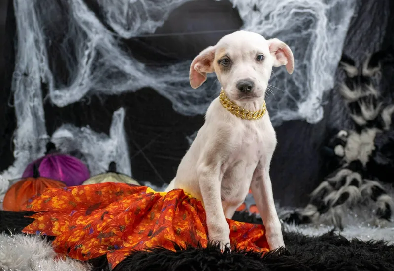 Spooky Spice thumbnail 2