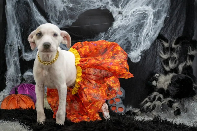 Spooky Spice thumbnail 4