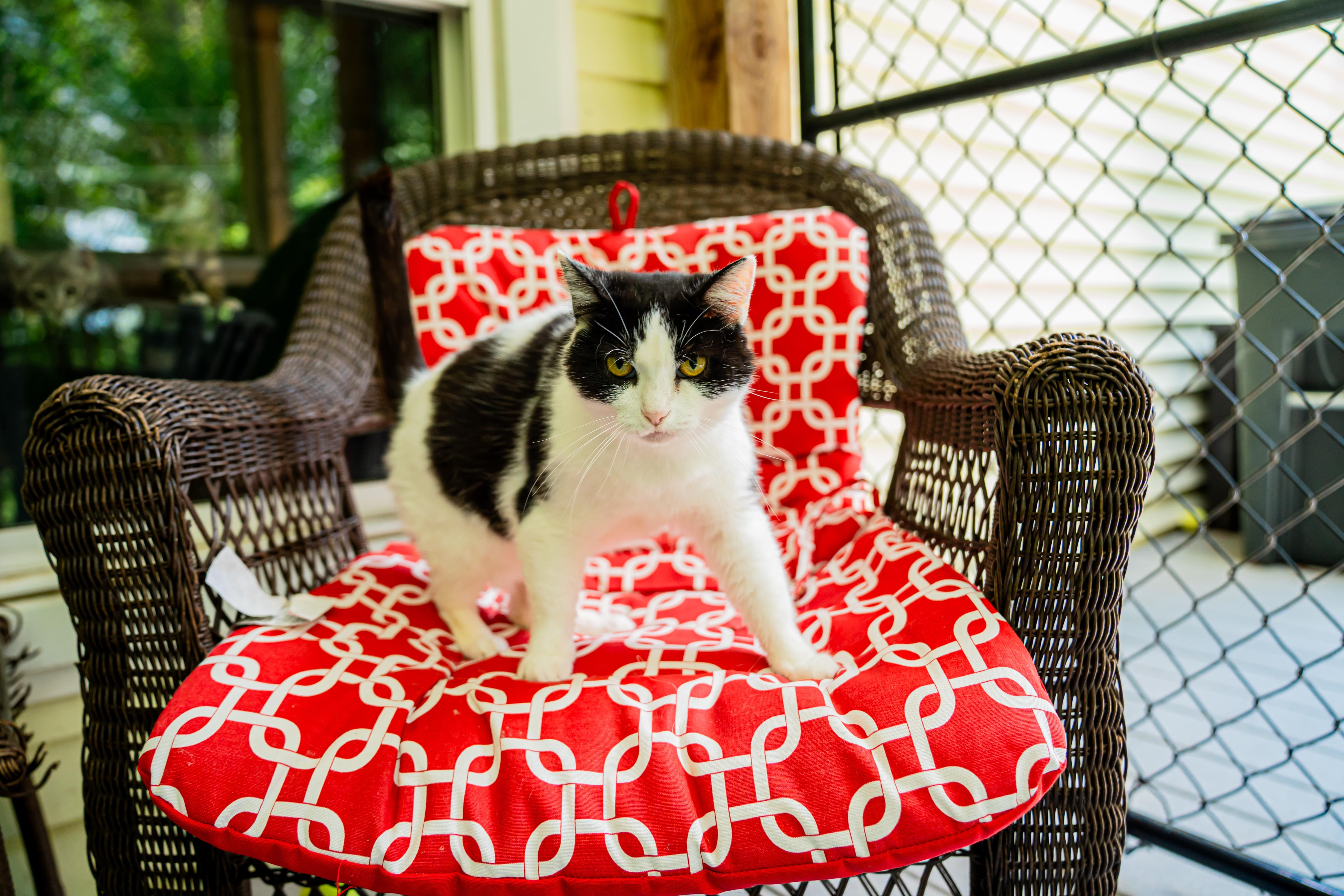 An adult medium-sized female Black & White / Tuxedo Domestic Short Hair cat named Lady Bug for adoption in Dellslow, WV