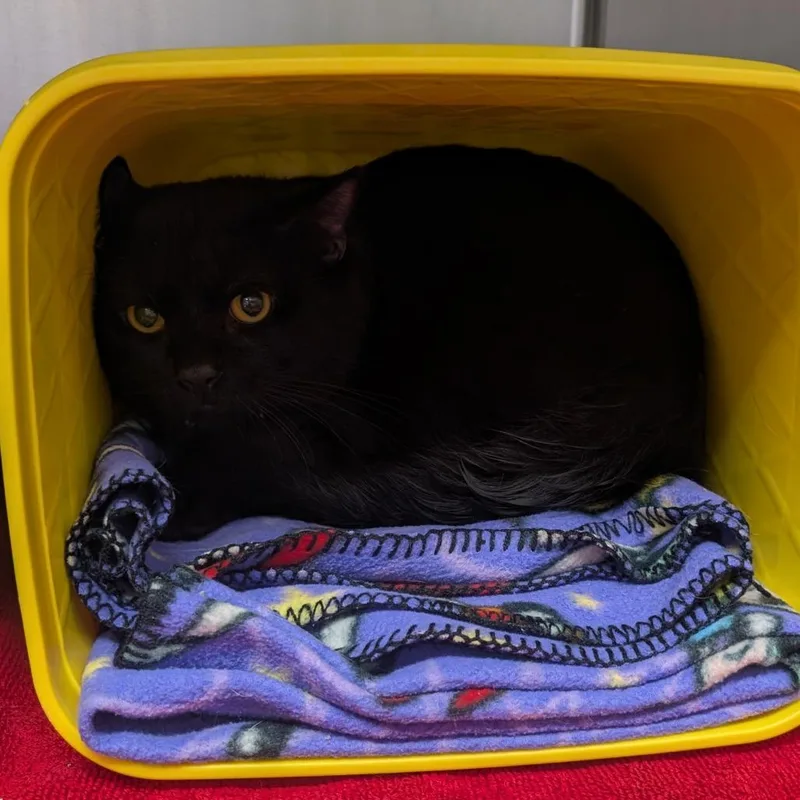 A young large-sized female Domestic Short Hair cat named Bernadette for adoption in Emporia, KS