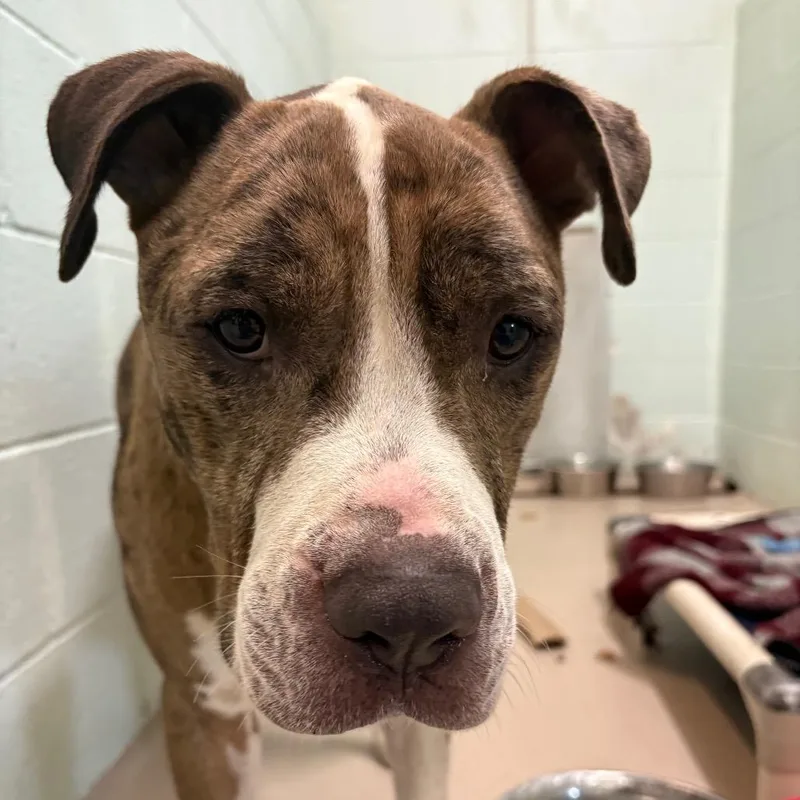 An adult medium-sized male Mixed Breed dog named S for adoption in Newark, NJ