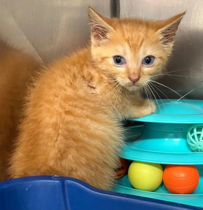 A baby medium-sized male Domestic Medium Hair cat named Szechuan for adoption in Fall River, MA