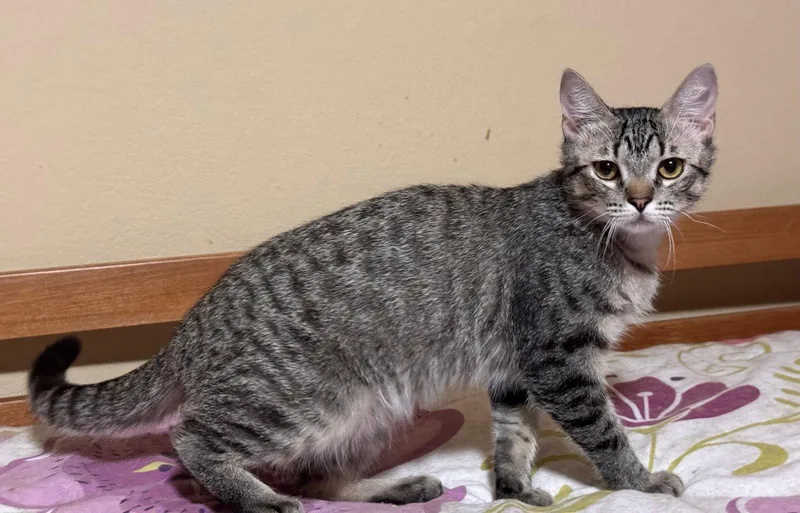 A young medium-sized female Domestic Short Hair cat named Gracie for adoption in Mesquite, TX