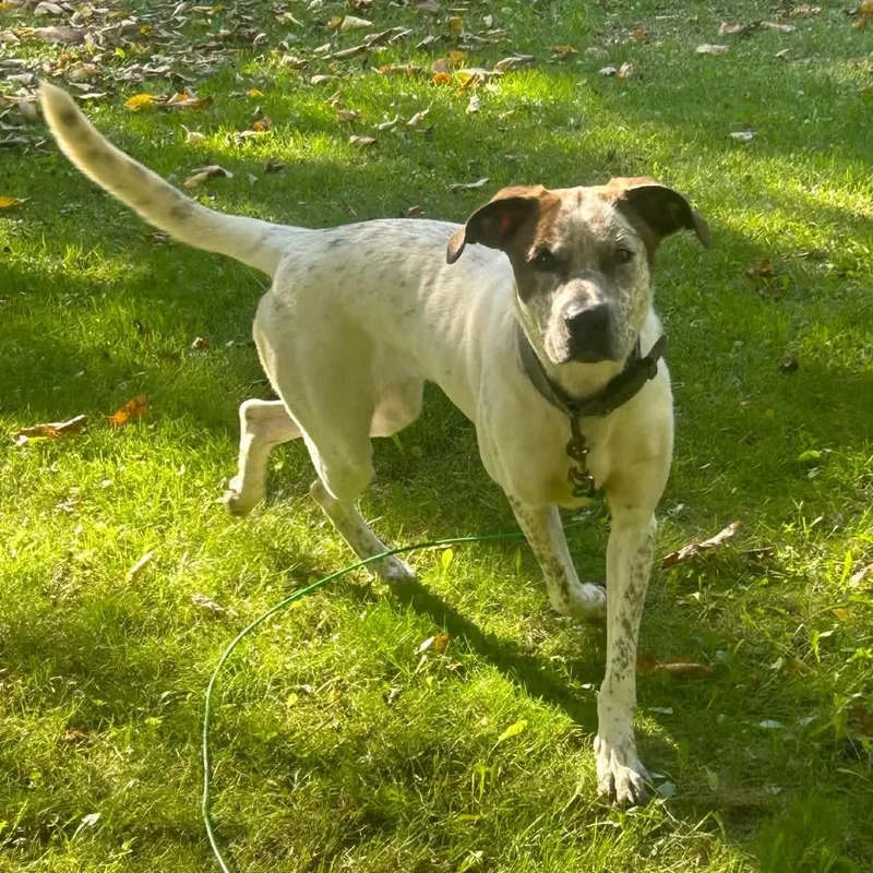 An adult medium-sized female White / Cream Cattle Dog dog named Sky for adoption in Brainerd, MN