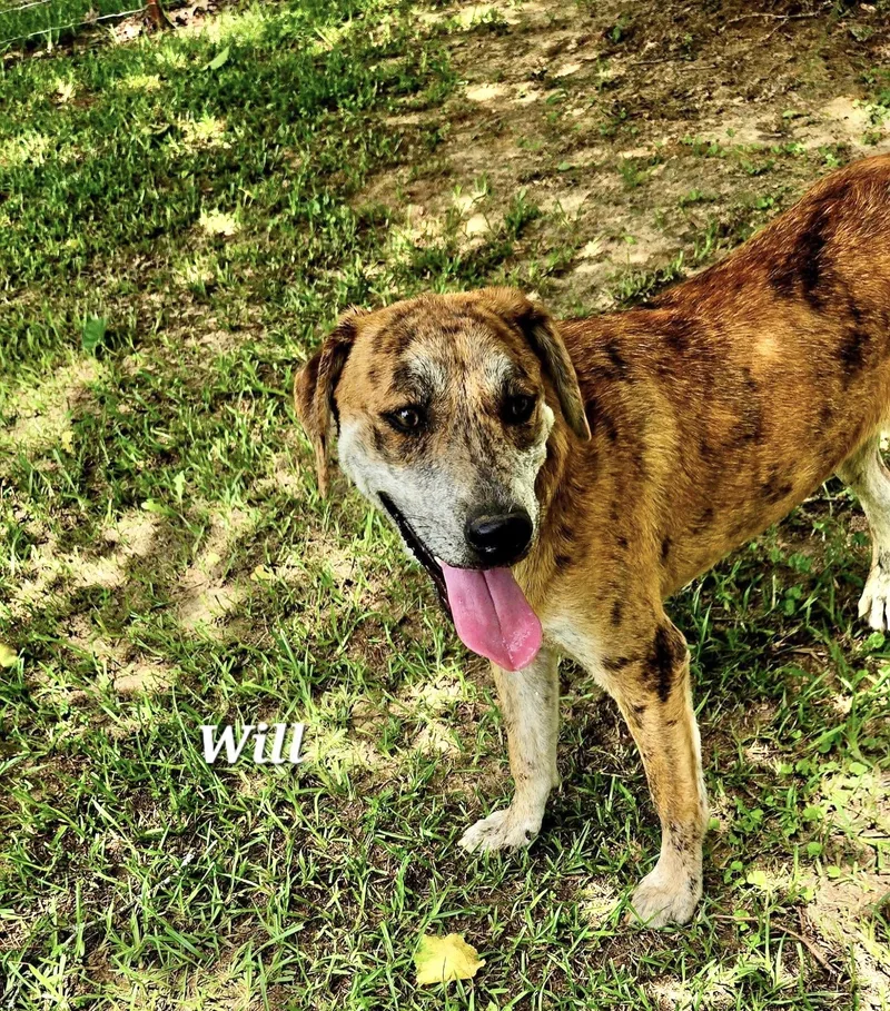 A young medium-sized male Catahoula Leopard Dog dog named Will for adoption in Manchester, CT