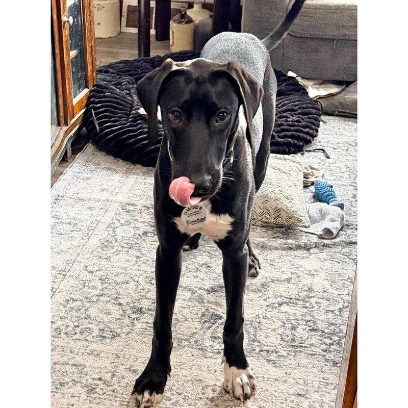 A baby large-sized male Great Dane dog named Jesse for adoption in Eagan, MN