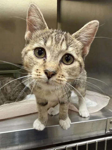 A baby small-sized female Domestic Short Hair cat named Cedar for adoption in Fort Myers, FL