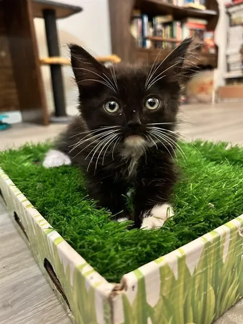 A baby small-sized male Domestic Short Hair cat named Disco Lines for adoption in Camarillo, CA