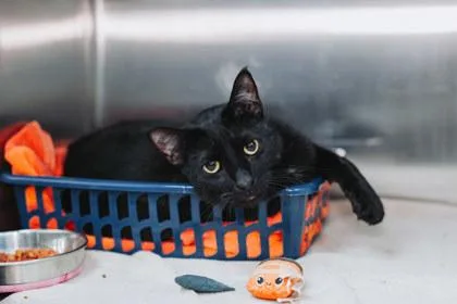 An adult large-sized male Domestic Short Hair cat named a Bruce for adoption in North Charleston, SC