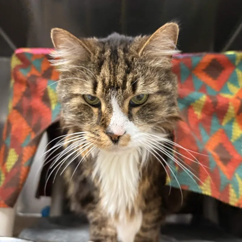 A senior large-sized female Brown / Chocolate Domestic Long Hair cat named Priscilla for adoption in Greenville, SC