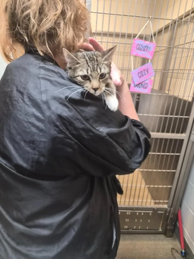A young medium-sized female Domestic Short Hair cat named That One for adoption in Rome, GA