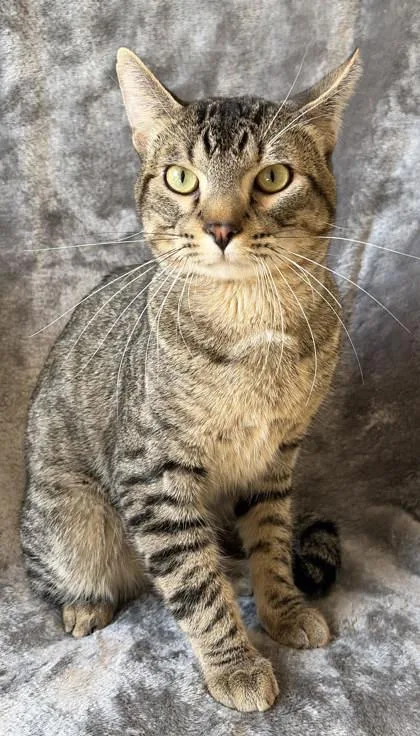 An adult medium-sized male Domestic Short Hair cat named Alfredo for adoption in Buffalo, MN
