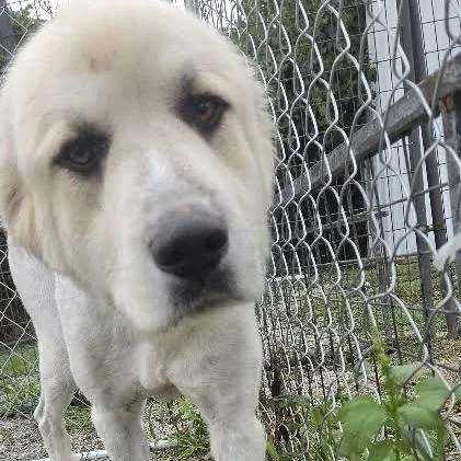 An adult medium-sized male White / Cream Great Pyrenees dog named Haas for adoption in Brooksville, KY
