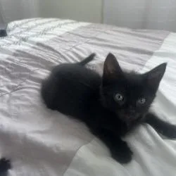 A baby small-sized female Black Domestic Short Hair cat named Funnel Cake for adoption in West Palm Beach, FL