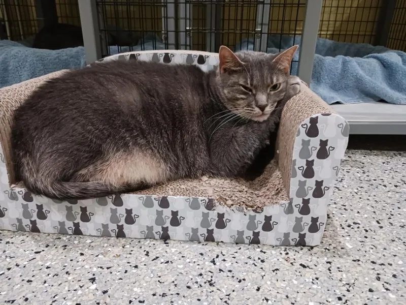 An adult large-sized female Domestic Short Hair cat named Jackpot for adoption in Kinnelon, NJ