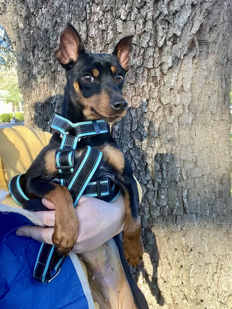 Luke & Leia thumbnail 3