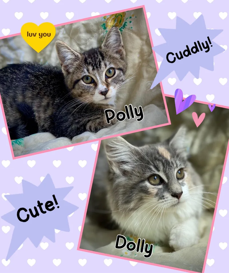 Dolly & Polly thumbnail 3