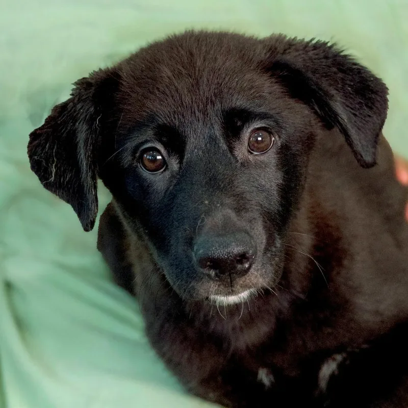 A baby small-sized male Black Mixed Breed dog named Oberon for adoption in Chapel Hill, NC