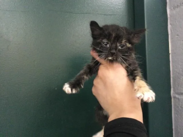 A baby small-sized female Domestic Short Hair cat named A for adoption in Thousand Palms, CA