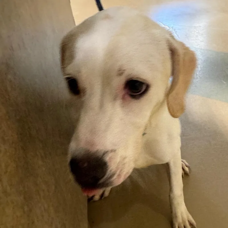 A young medium-sized male White / Cream Mixed Breed dog named Chance for adoption in Winston-Salem, NC